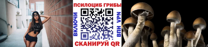 Псилоцибиновые грибы Psilocybe Череповец